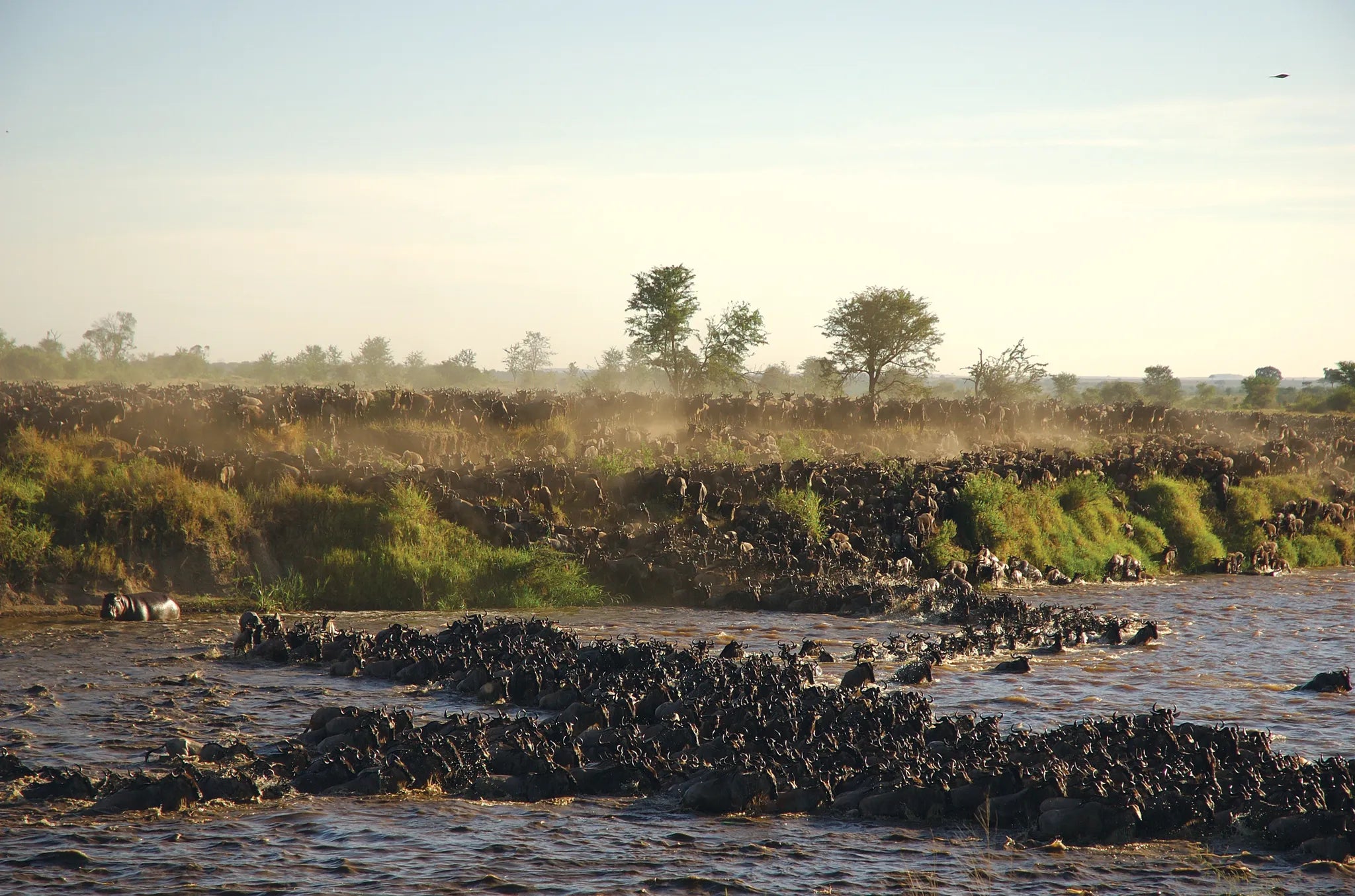 Asilia Africa - Sayari Retreat - The Great Migration at Retreats at Sayari, Northern Serengeti, Tanzania.