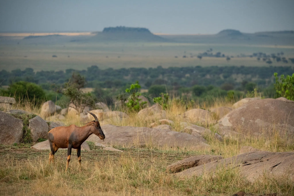 Asilia Africa - Sayari Retreat - Topi antelope at Retreats at Sayari, Northern Serengeti, Tanzania.