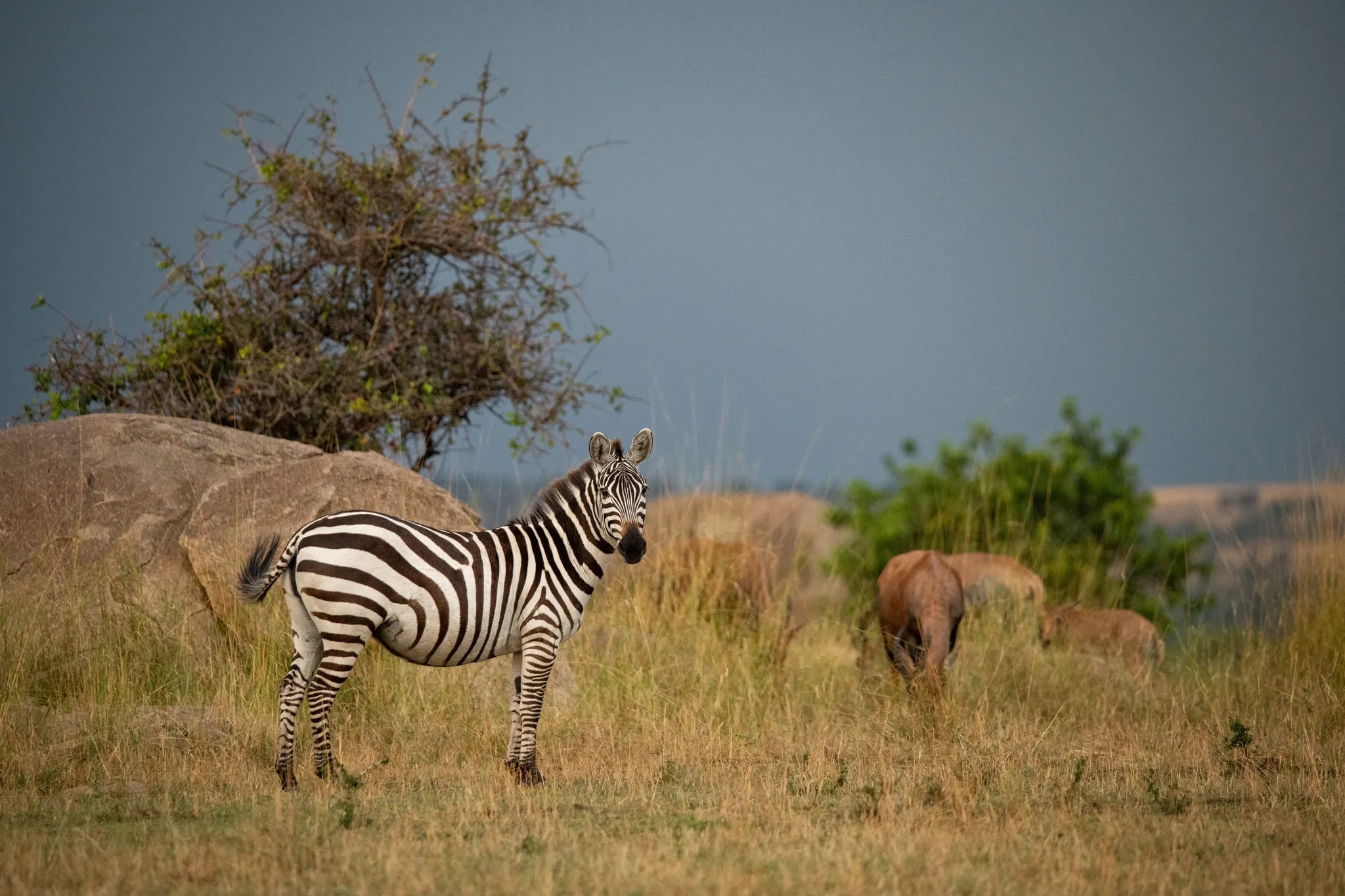 Asilia Africa - Sayari Retreat - Zebra at Retreats at Sayari, Northern Serengeti, Tanzania.