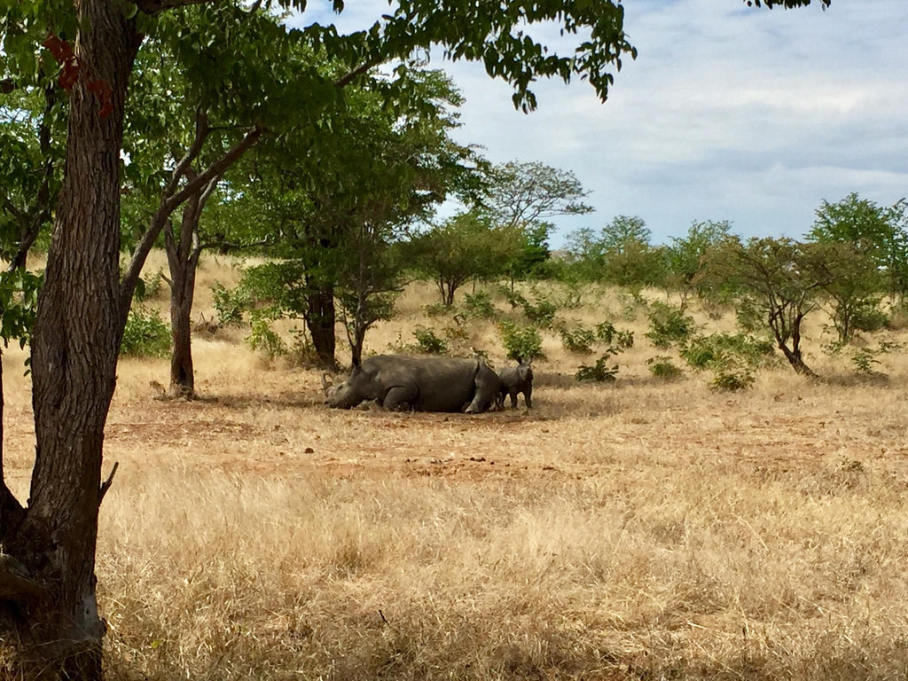 Walking Safari - Tracking Livingstone's White Rhino gallery image 4