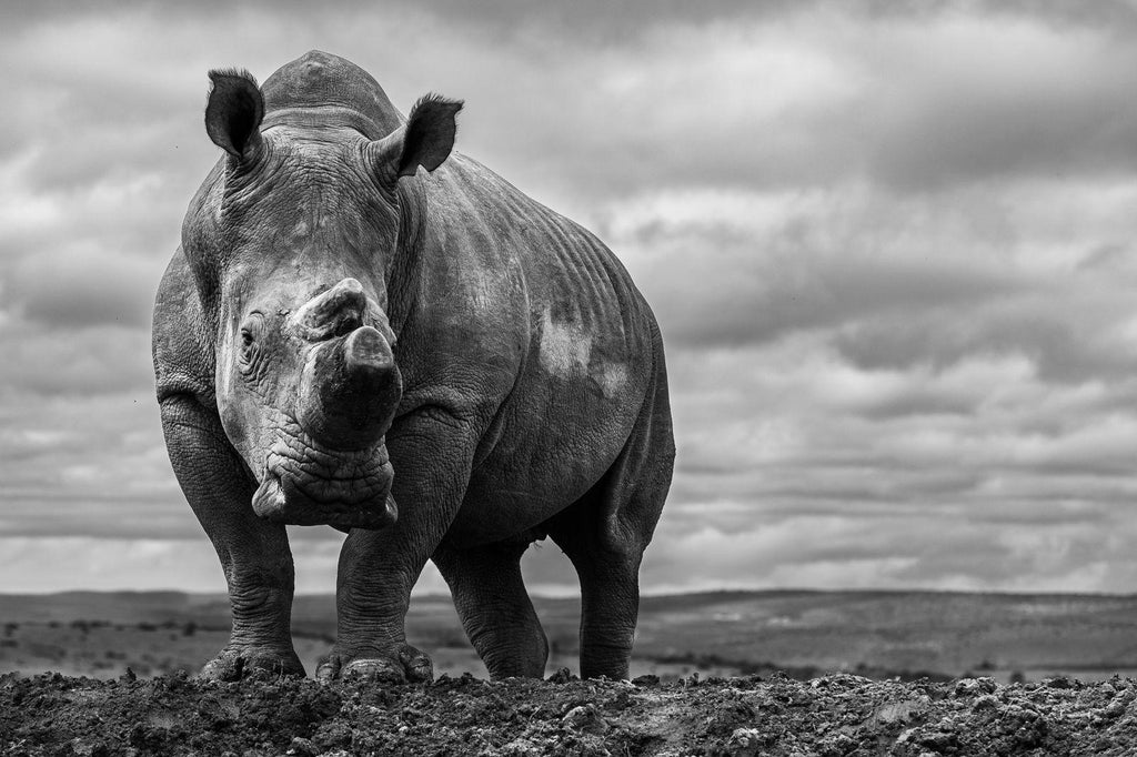 Introducing the Wildlife Photography Haven at Founders Lodge by Mantis. gallery image 2