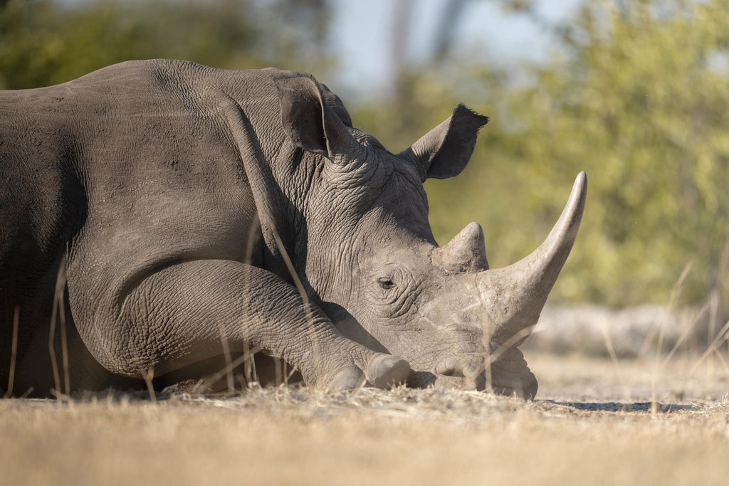 Explore the Mosi oa Tunya National Park gallery image 5