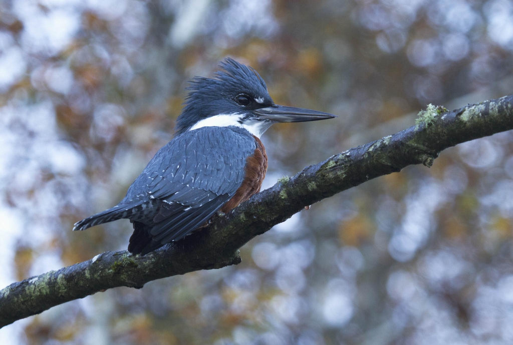 Birdwatching gallery image 3