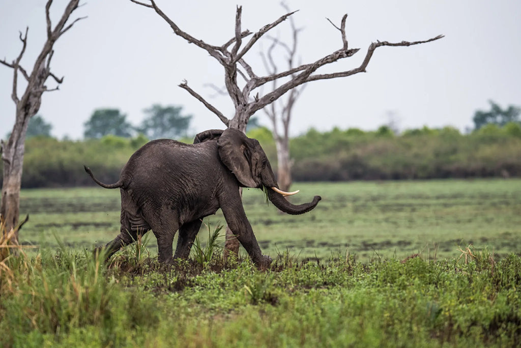 Roho ya Selous - Elephant at Roho Ya Selous, Nyerere National Park, Tanzania.