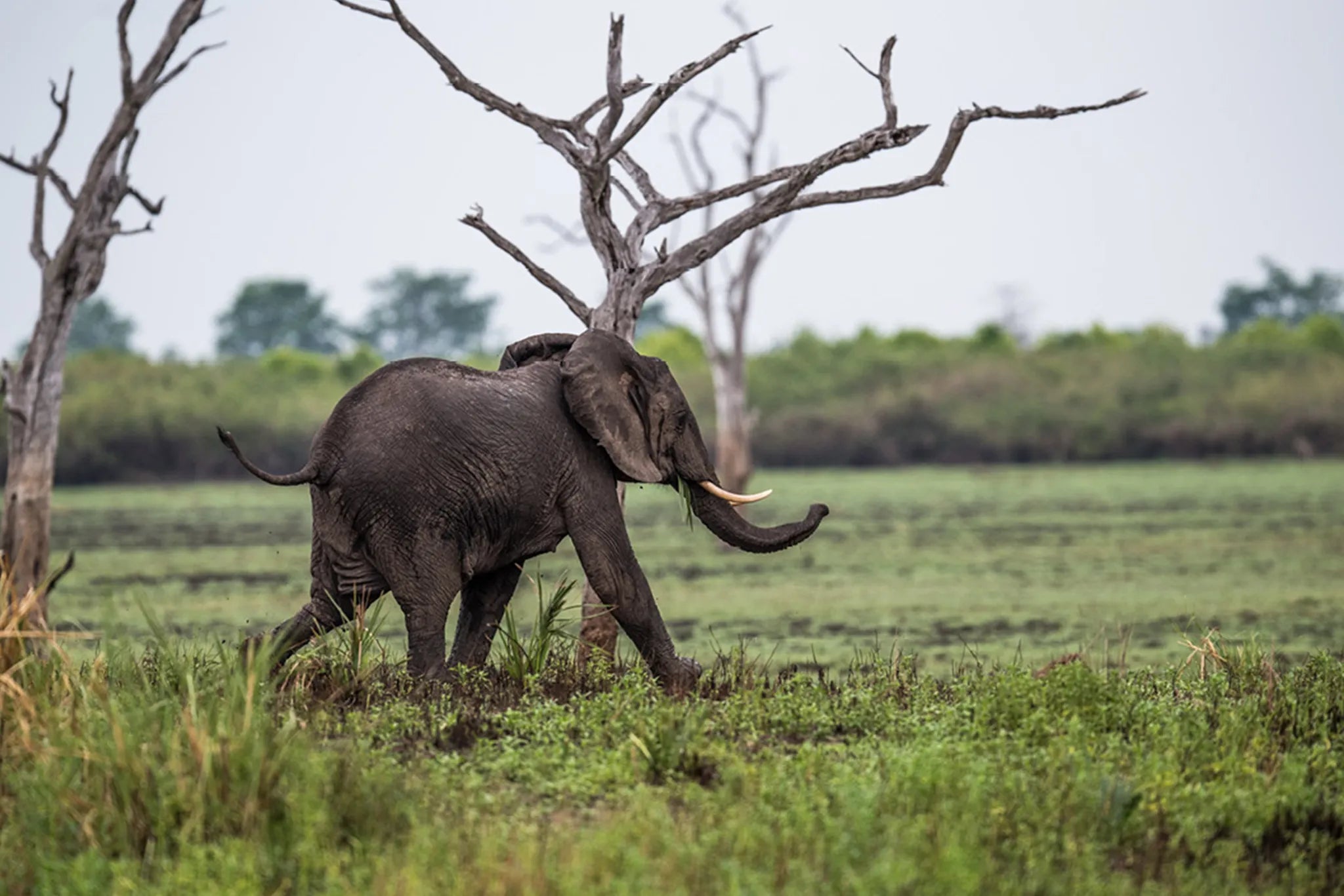 Roho ya Selous - Elephant at Roho Ya Selous, Nyerere National Park, Tanzania.