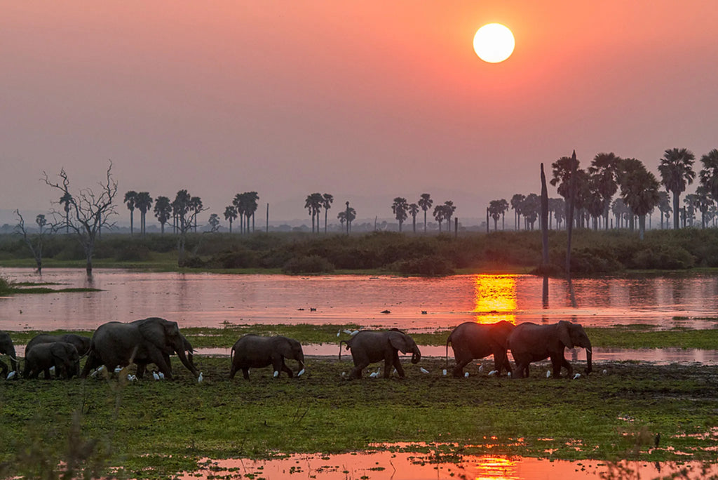 Roho ya Selous -  Elephants walking along the river at Roho Ya Selous, Nyerere National Park, Tanzania.