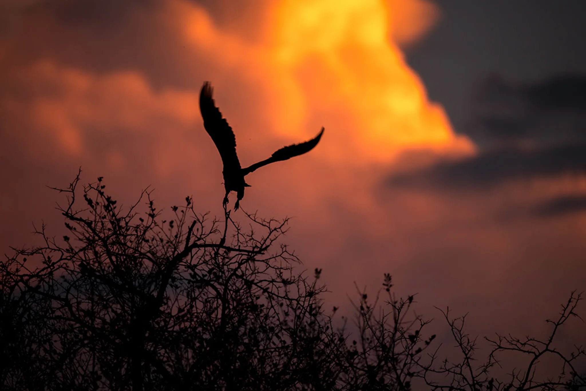 Roho ya Selous - Fish eagle at sunset at Roho Ya Selous, Nyerere National Park, Tanzania.
