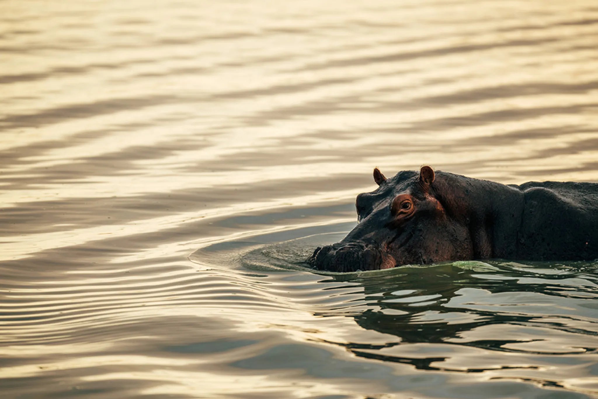 Roho ya Selous - Hippo at Roho Ya Selous, Nyerere National Park, Tanzania.