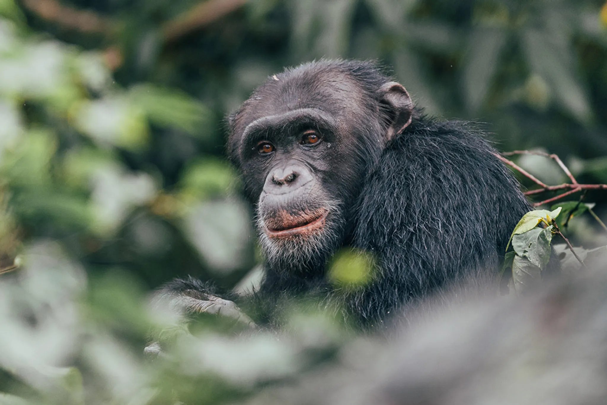 Rubondo Island Camp - Chimp at Rubondo Island Camp, Lake Victoria, Tanzania, Tanzania.