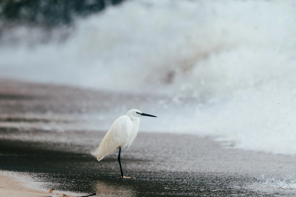 Rubondo Island Camp - Egret at Rubondo Island Camp, Lake Victoria, Tanzania, Tanzania.
