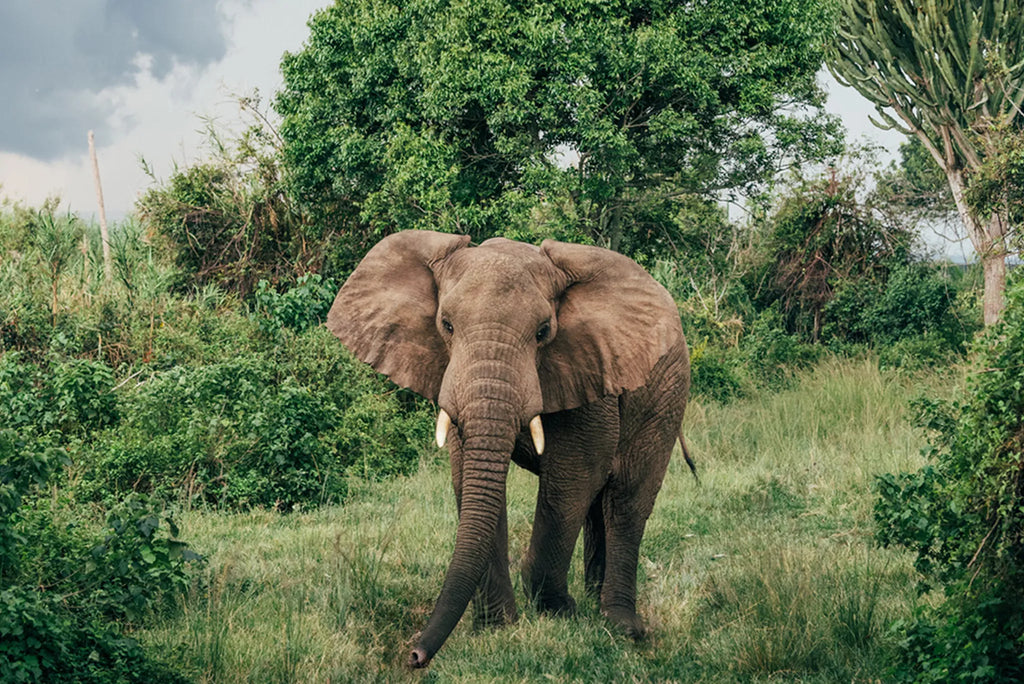 Rubondo Island Camp - Elephant at Rubondo Island Camp, Lake Victoria, Tanzania, Tanzania.