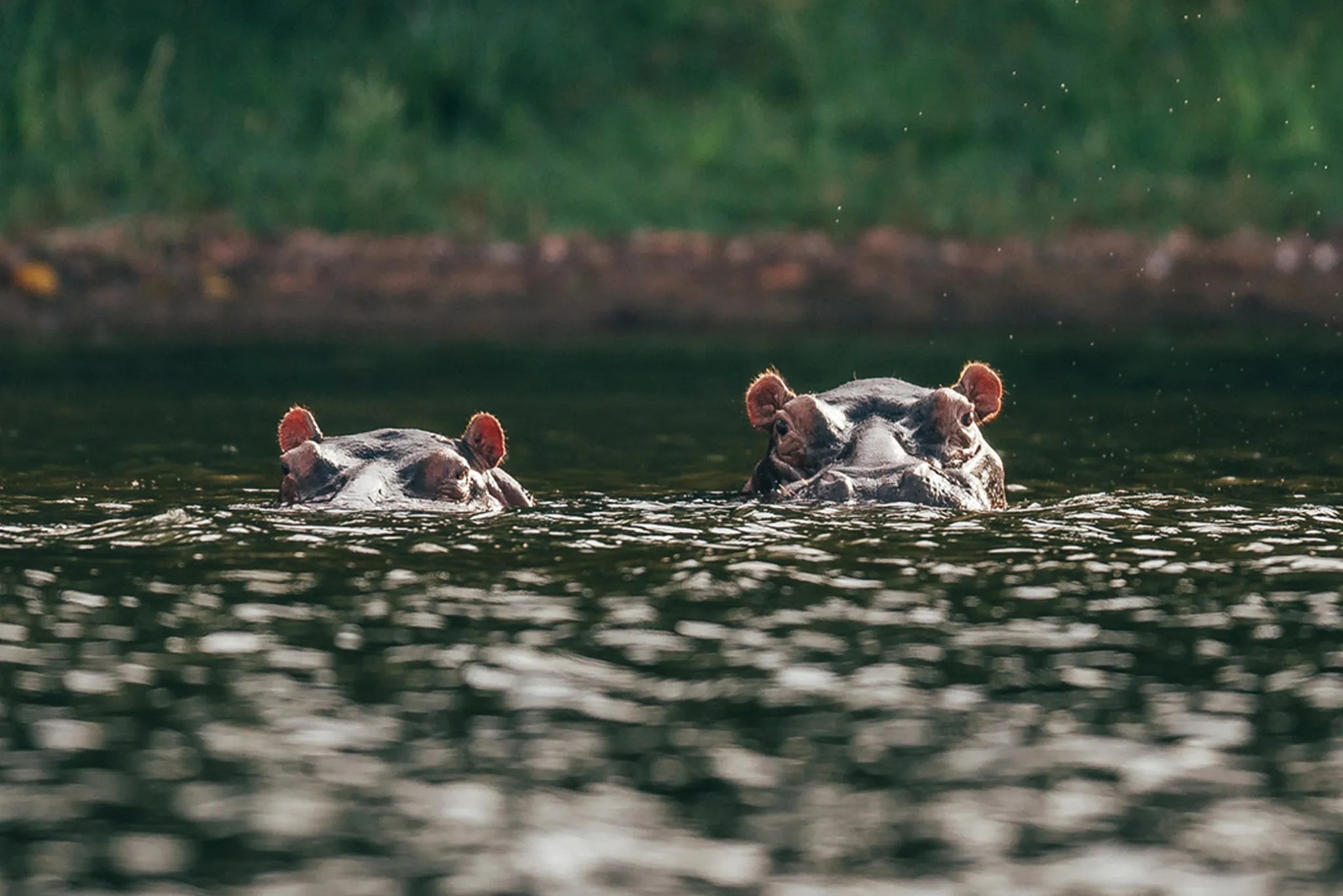 Rubondo Island Camp - Hippos at Rubondo Island Camp, Lake Victoria, Tanzania, Tanzania.