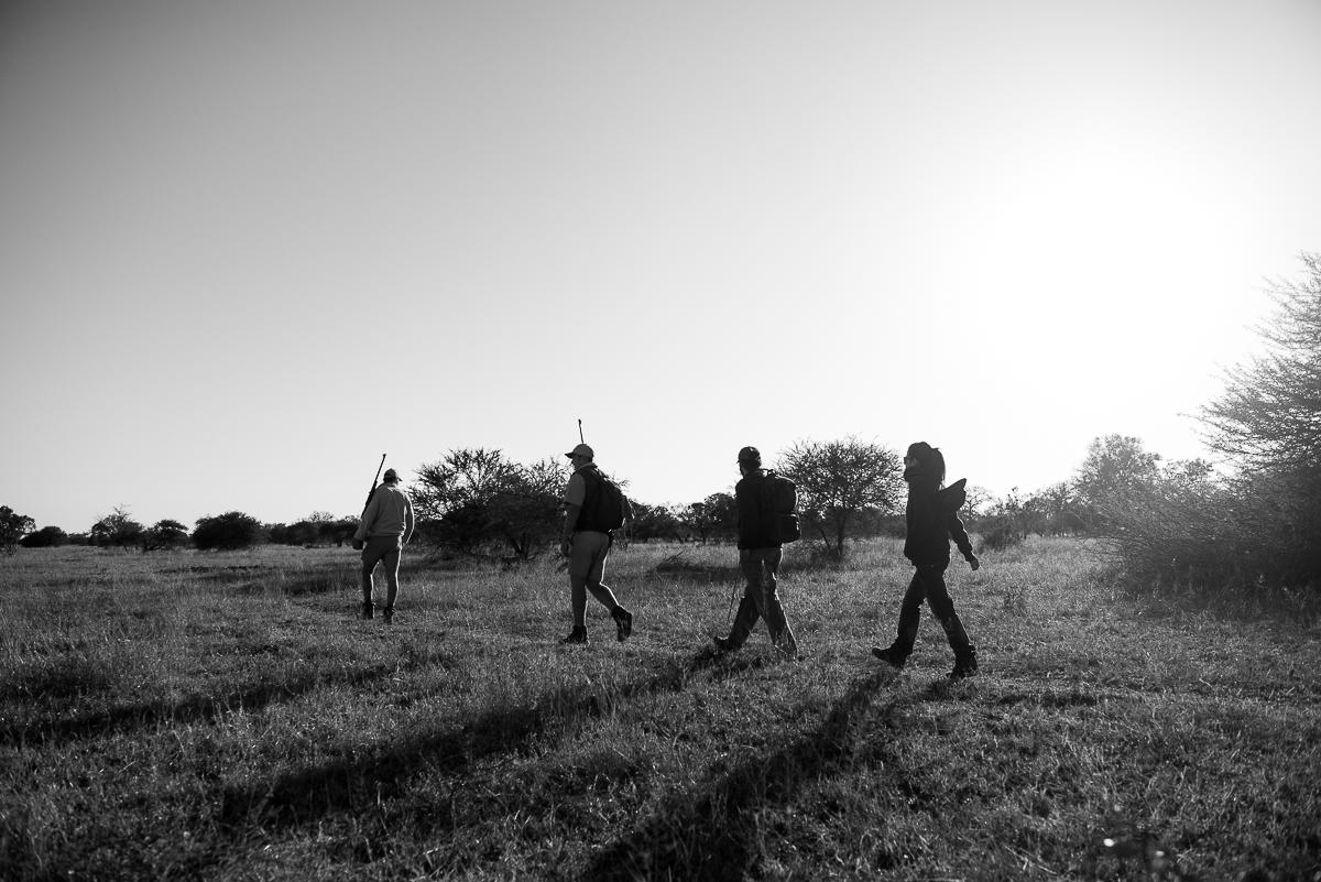Walking safari