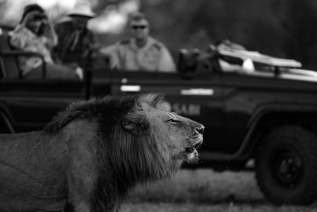 Safaris