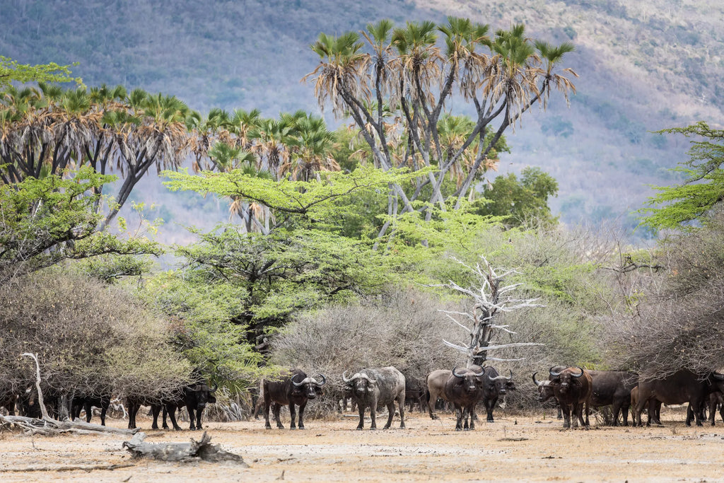 Buffalo at Sand Rivers Selous, Nyerere National Park, Tanzania.