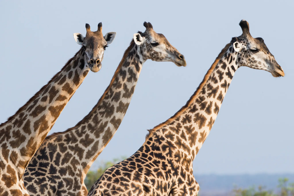 Giraffe at Sand Rivers Selous, Nyerere National Park, Tanzania.