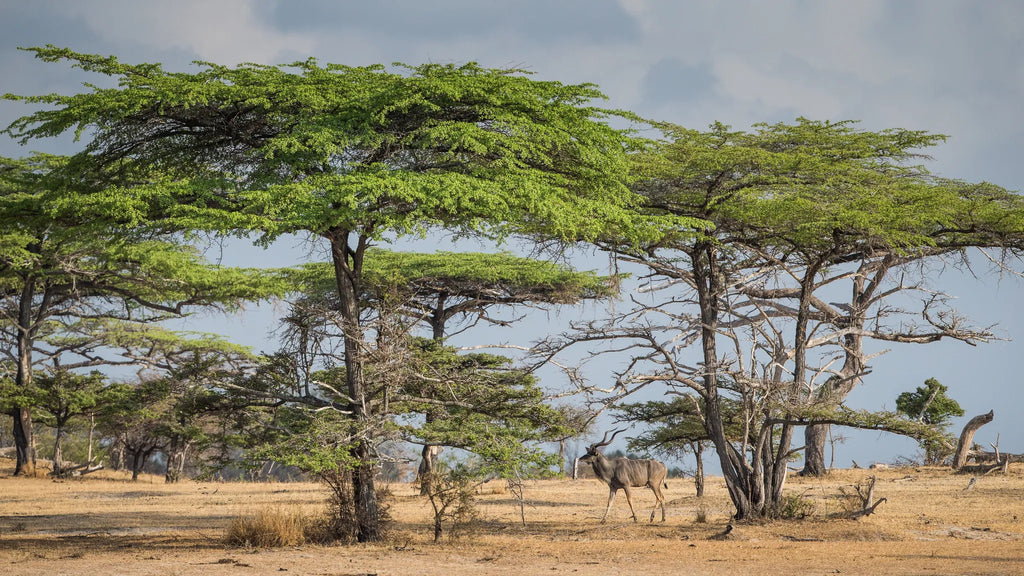 Greater kudu at Sand Rivers Selous, Nyerere National Park, Tanzania.