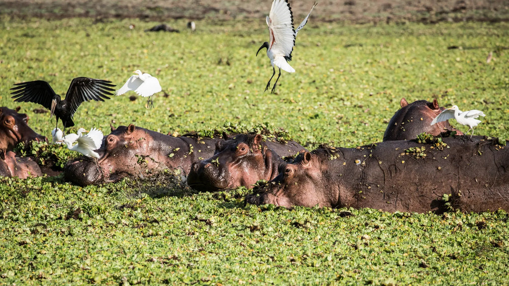 Lake Tagalala at Sand Rivers Selous, Nyerere National Park, Tanzania.