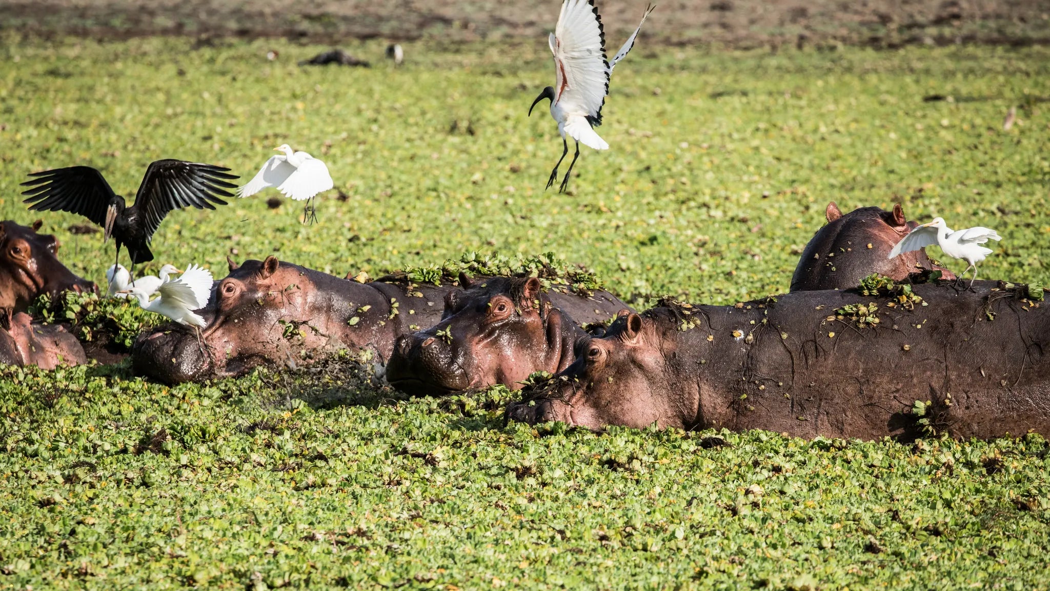 Lake Tagalala at Sand Rivers Selous, Nyerere National Park, Tanzania.