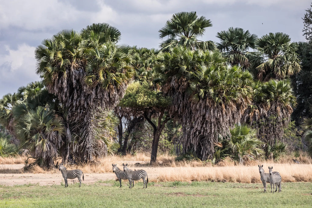 Zebra at the lake at Sand Rivers Selous, Nyerere National Park, Tanzania.