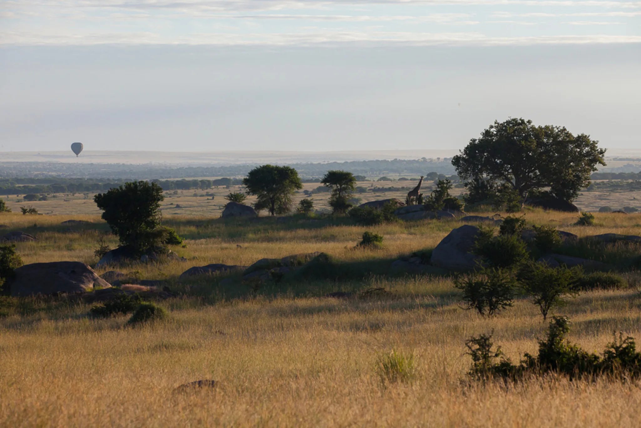 Sayari Camp - Landscape at Sayari, Northern Serengeti, Tanzania.