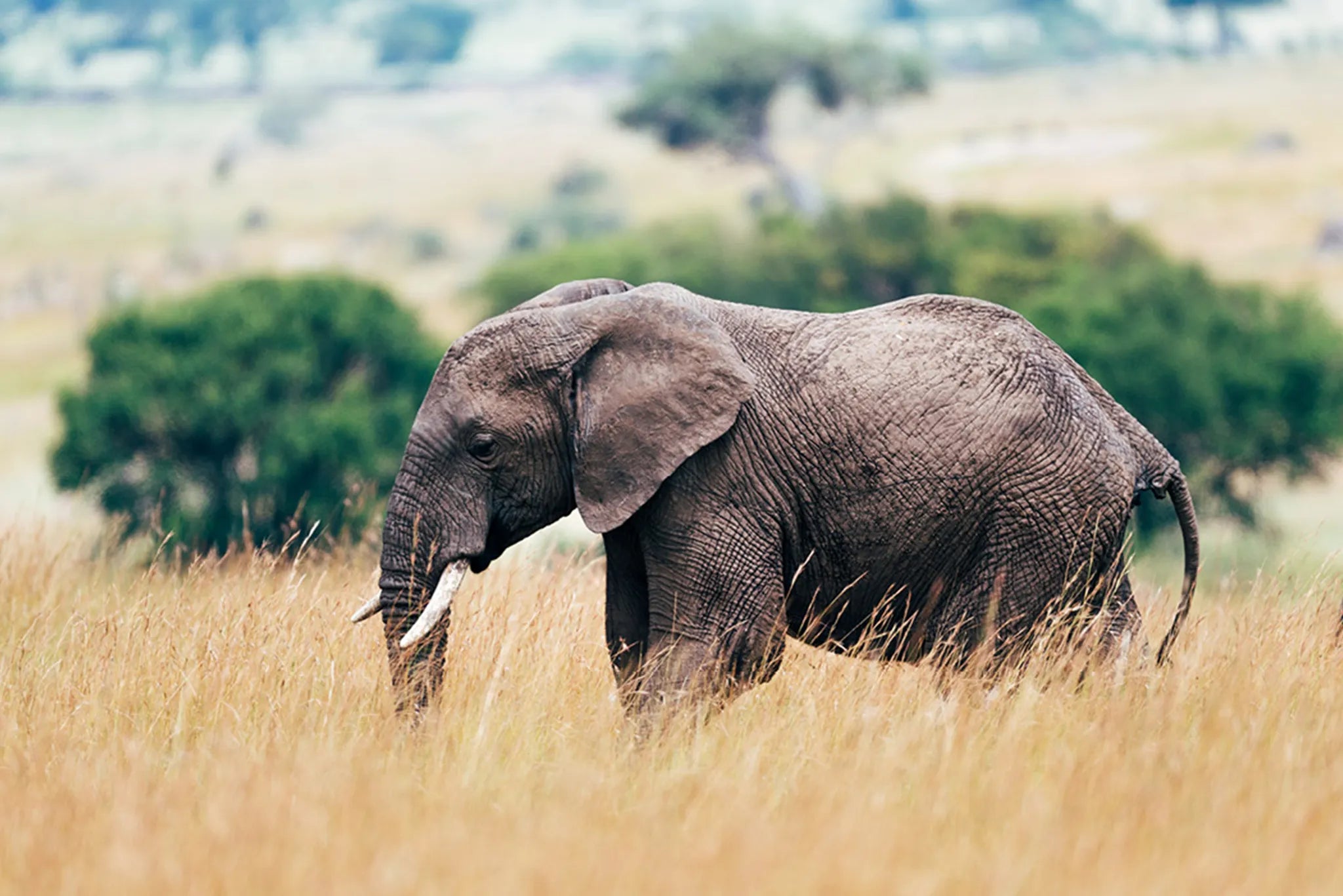 Sayari - Elephant at Sayari, Northern Serengeti, Tanzania.