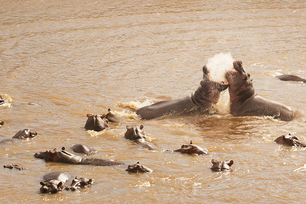 Sayari - Hippos at Sayari, Northern Serengeti, Tanzania.