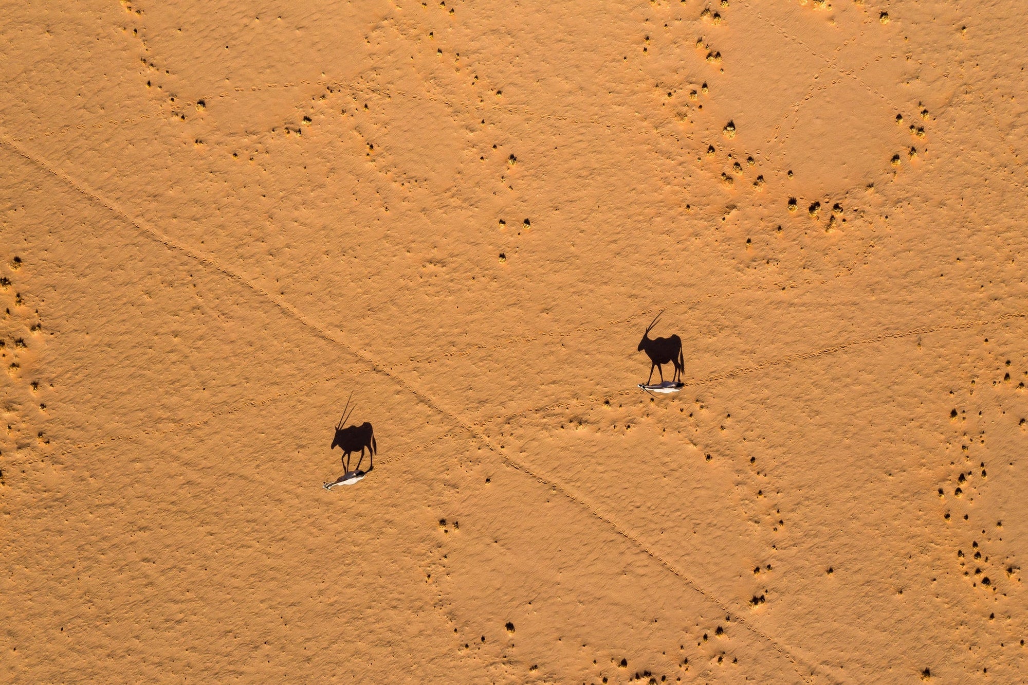 Scenic Helicopter Flight | Namib Dune Photographic Flight gallery image 5