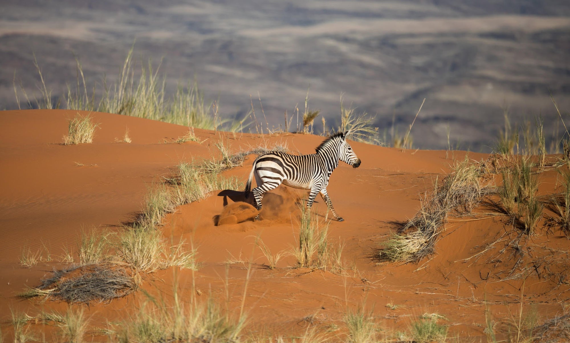Scenic Helicopter Flight | Namib Dune Photographic Flight gallery image 4