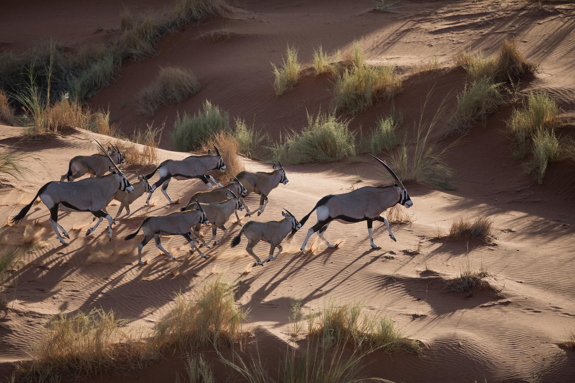 Scenic Helicopter Flight | Namib Dune Photographic Flight gallery image 2