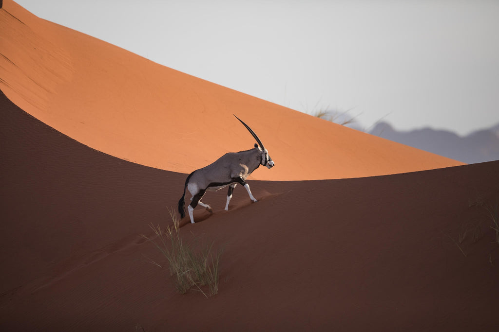 Scenic Helicopter Flight | Namib Dune Photographic Flight gallery image 3