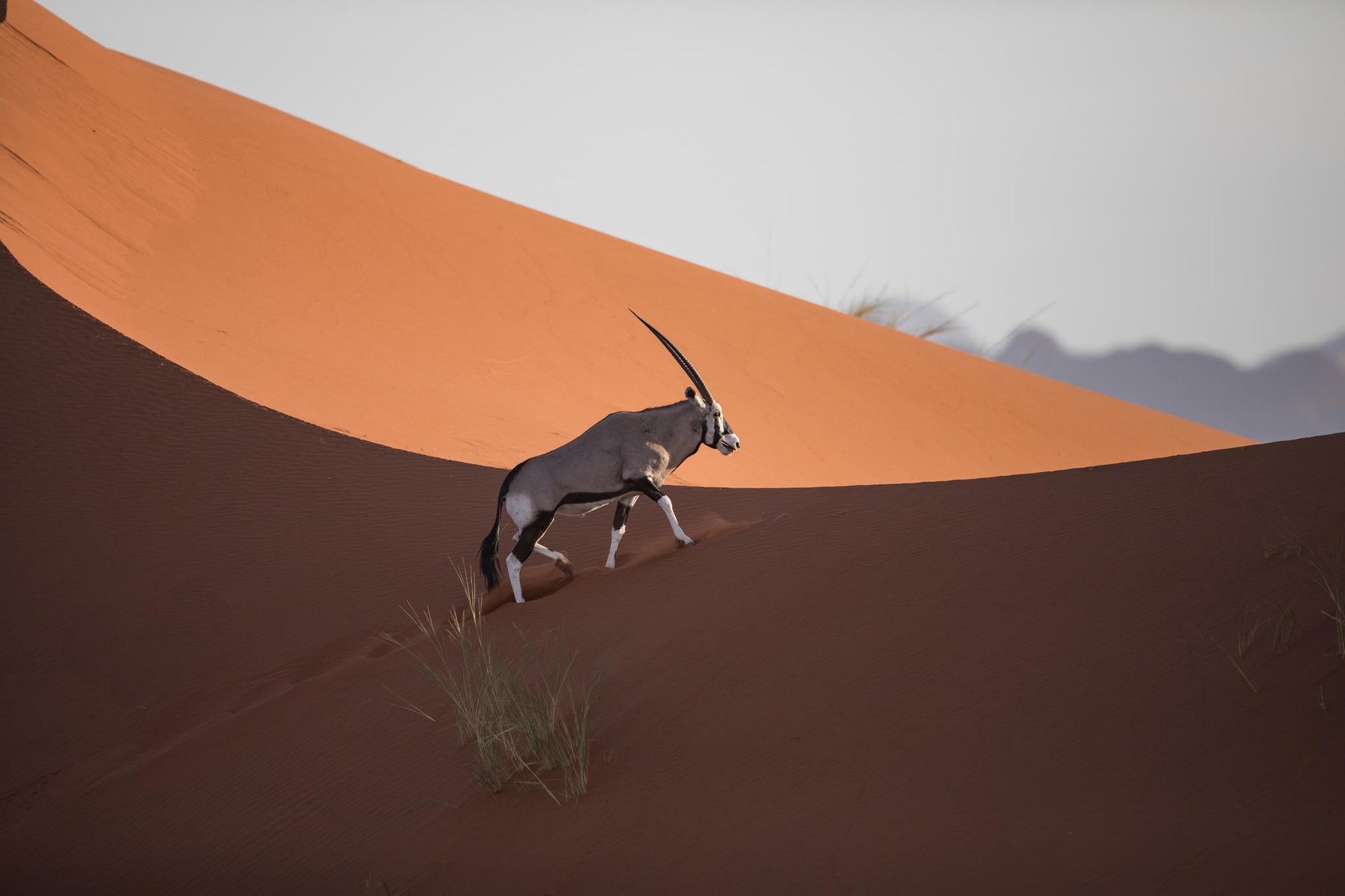 Scenic Helicopter Flight | Namib Dune Photographic Flight gallery image 3