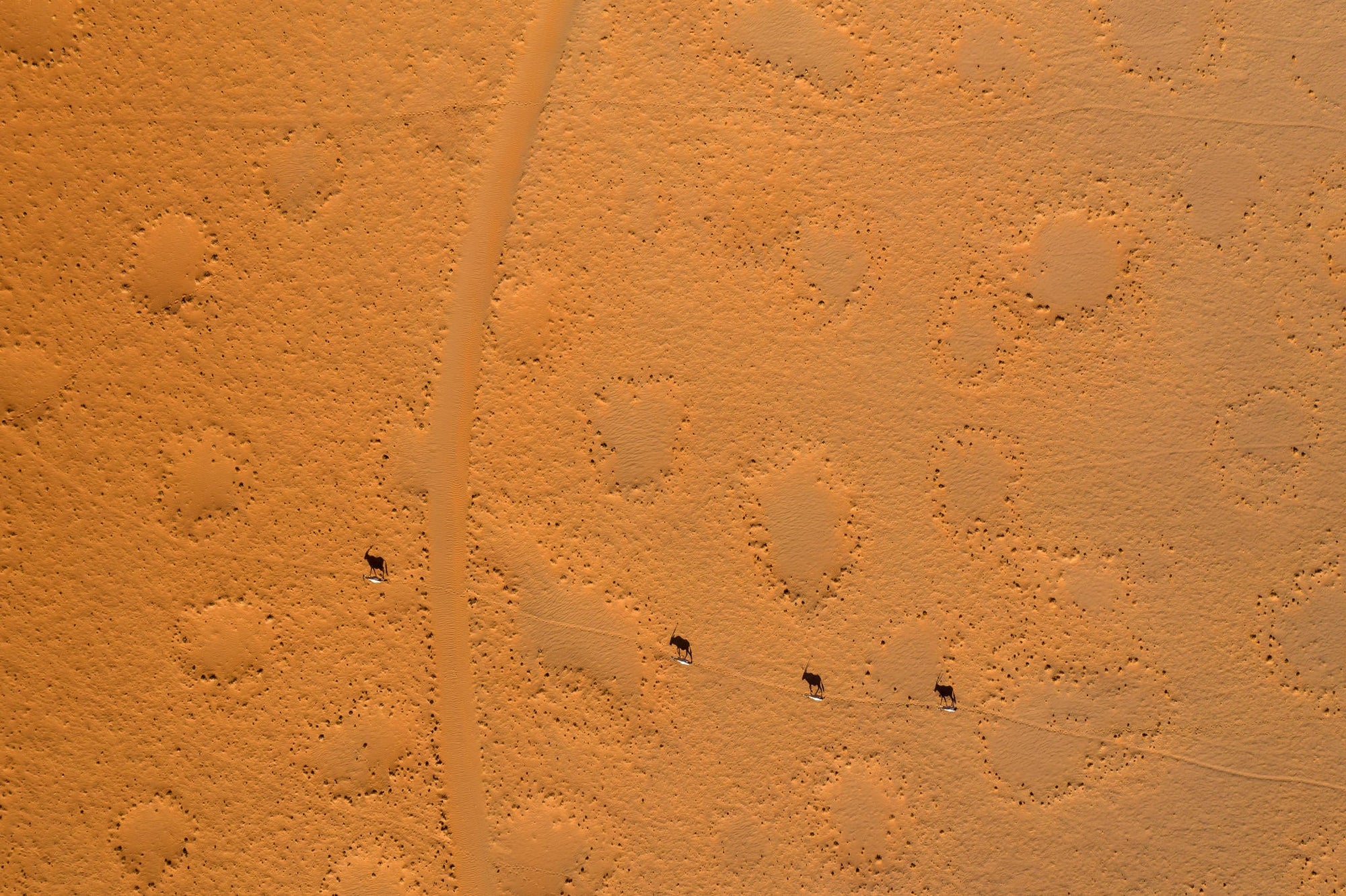 Scenic Helicopter Flight | Namib Dune Photographic Flight gallery image 6