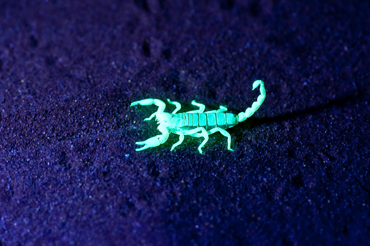 Wilderness Little Kulala – Guided Scorpion Night Walks
