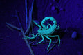 Desert Night Walk gallery image 1