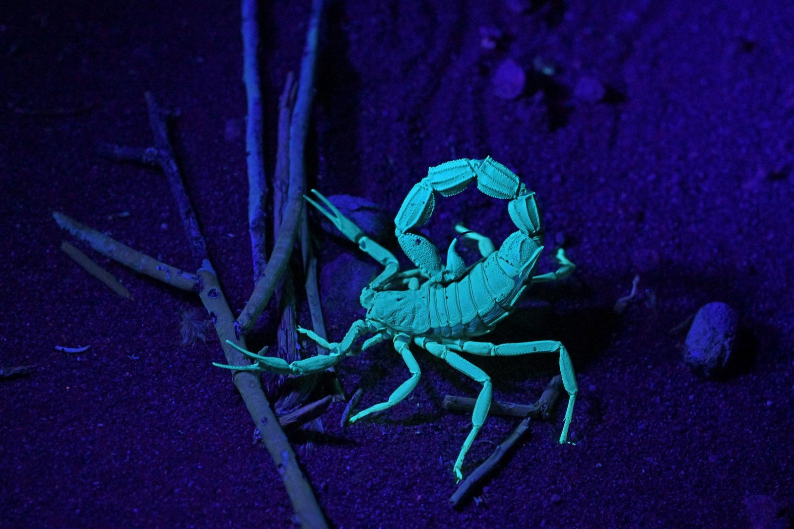Desert Night Walk