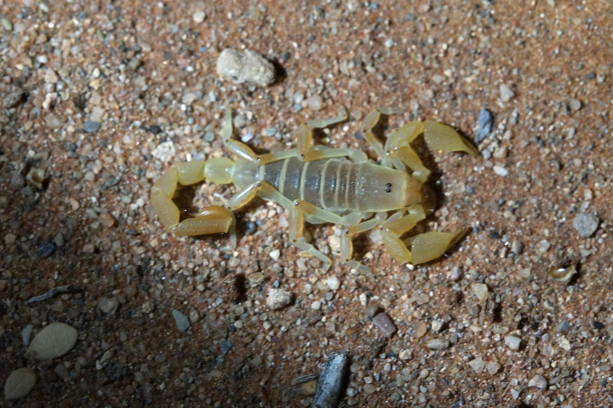 Scorpion Night Walk with Stargazing gallery image 4