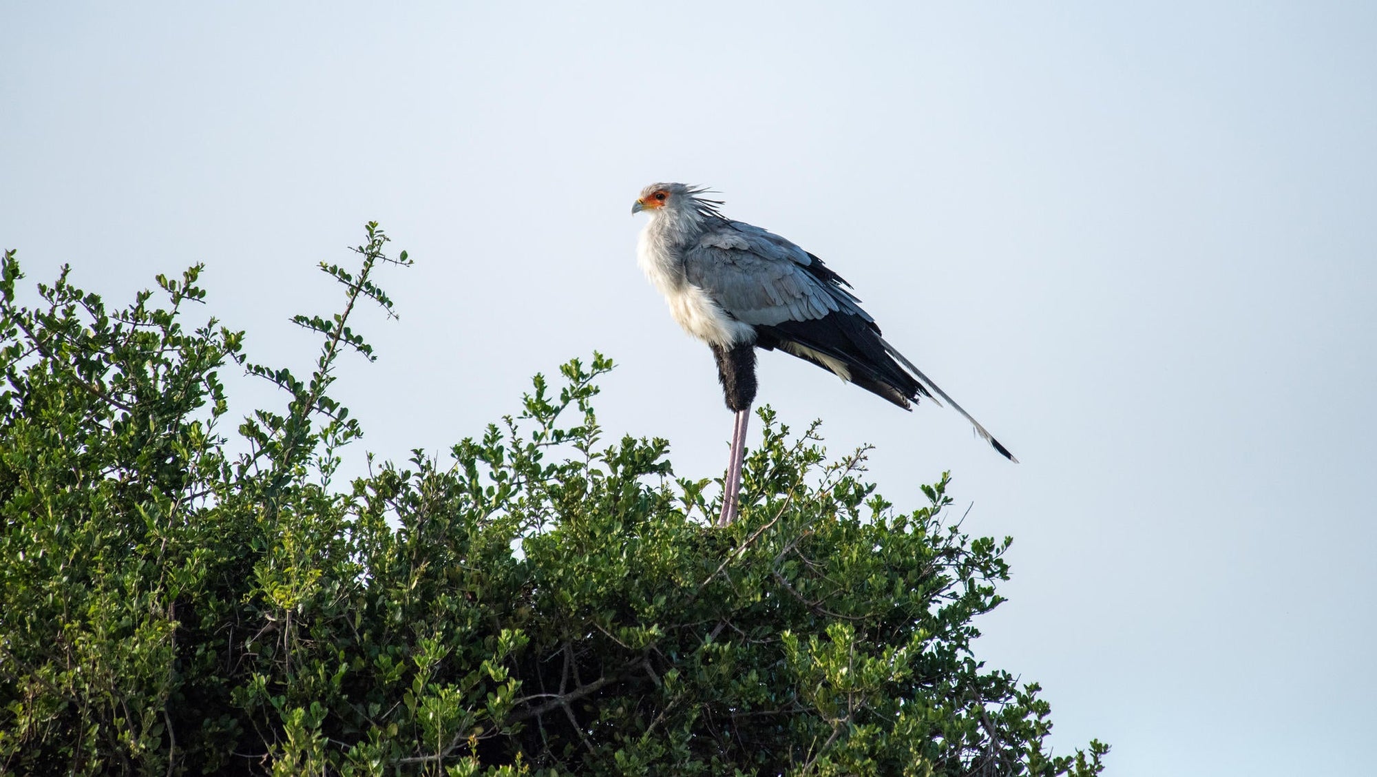 Birding gallery image 4