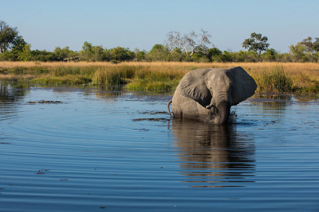 Elephant near Selinda Camp at Selinda Camp, Selinda Reserve, Botswana.