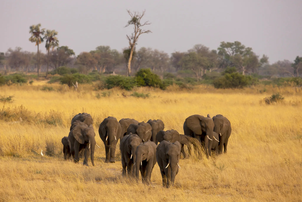 Elephants Crossing the Selinda Reserve at Selinda Camp, Selinda Reserve, Botswana.