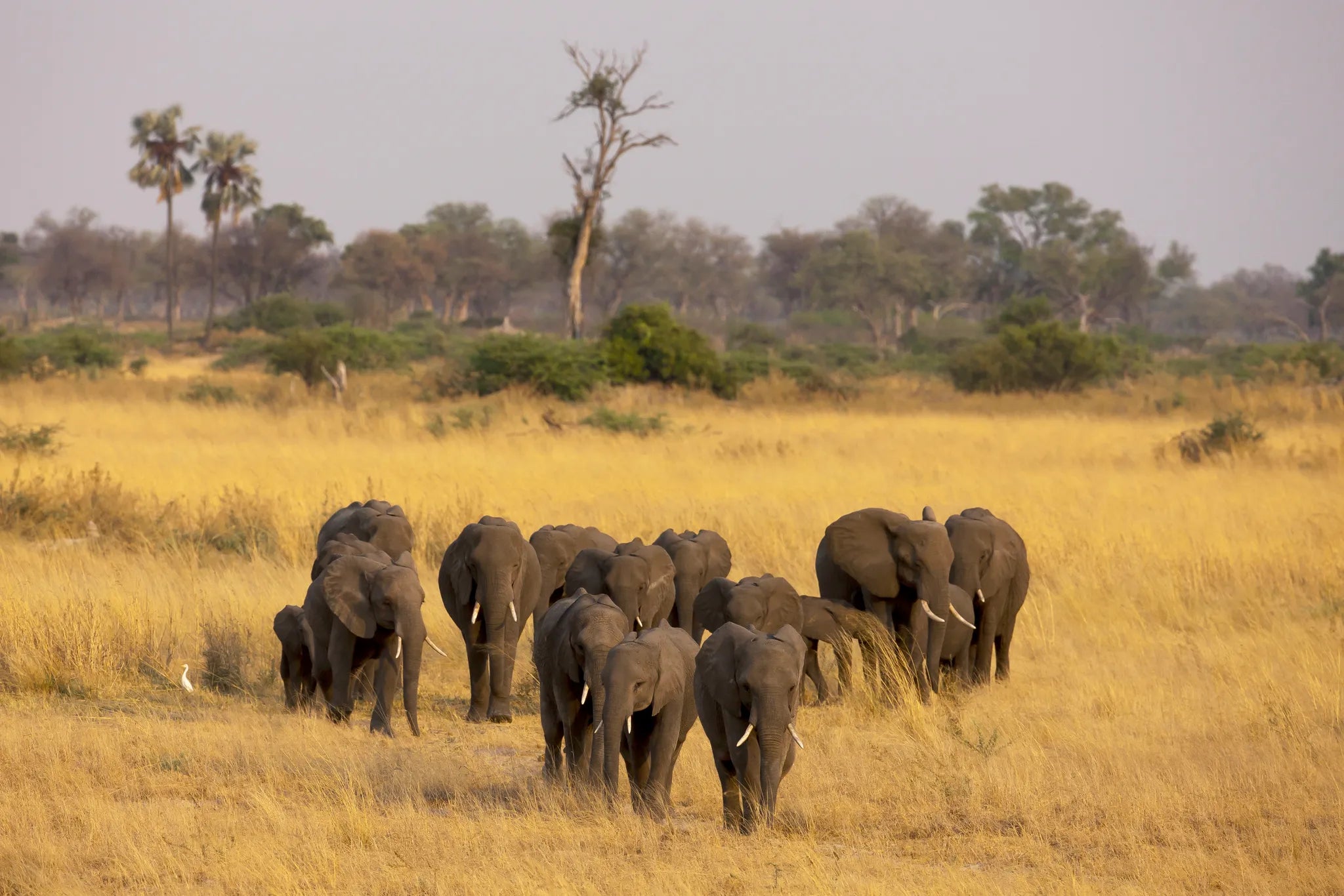 Elephants Crossing the Selinda Reserve at Selinda Camp, Selinda Reserve, Botswana.