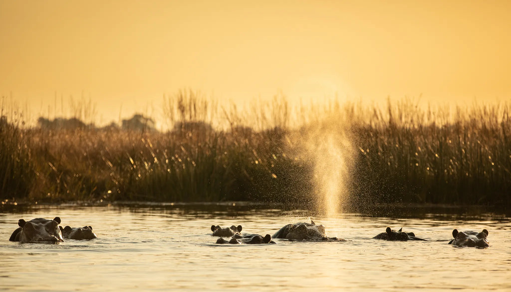 Hippos at Sunset Near Selinda Camp at Selinda Camp, Selinda Reserve, Botswana.
