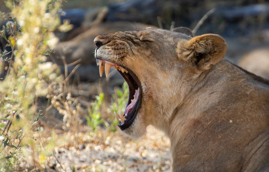 Lion in the Selinda Reserve at Selinda Camp, Selinda Reserve, Botswana.