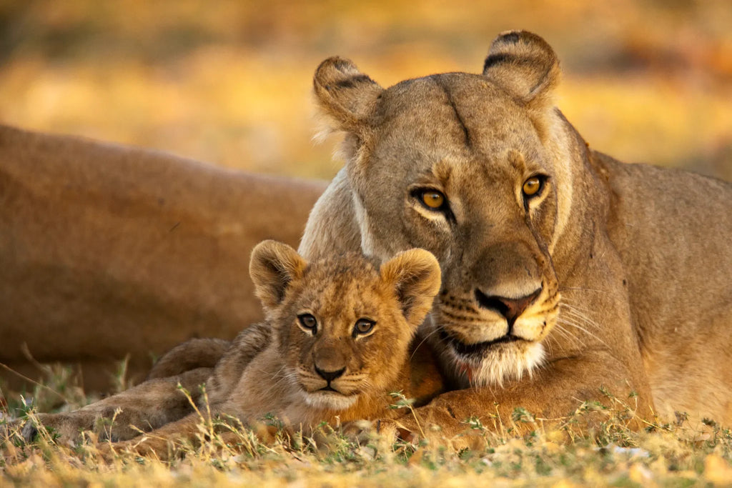 Mother and Cub near Selinda Camp at Selinda Camp, Selinda Reserve, Botswana.