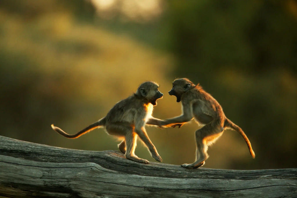 Time for a Game in the Selinda Reserve at Selinda Camp, Selinda Reserve, Botswana.