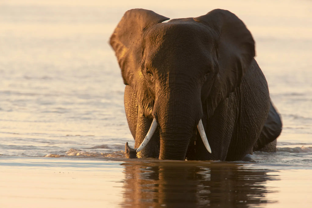 Wading Elephant in the Selinda Reserve at Selinda Camp, Selinda Reserve, Botswana.