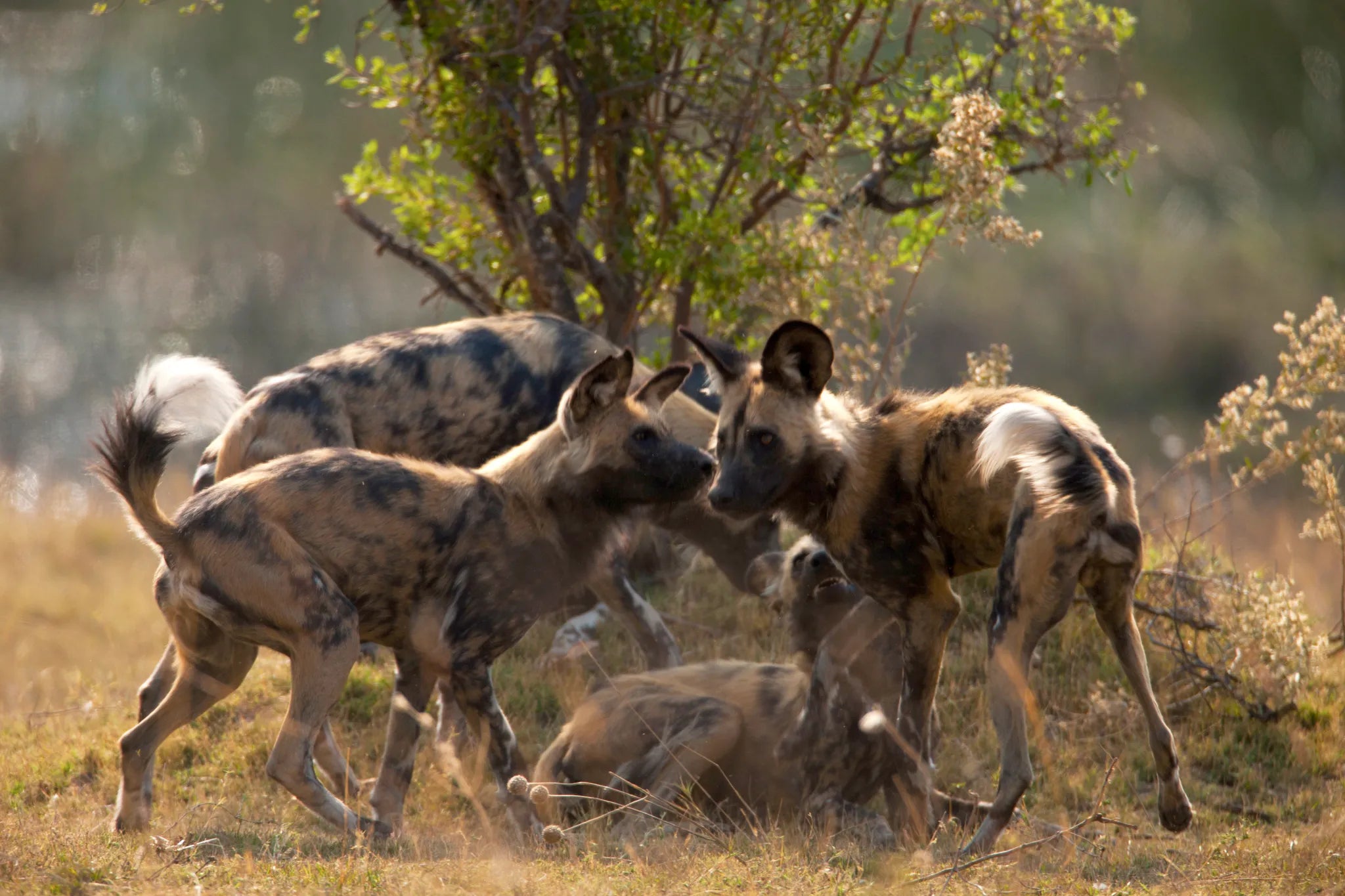 Wild Dog in the Selinda Reserve at Selinda Camp, Selinda Reserve, Botswana.