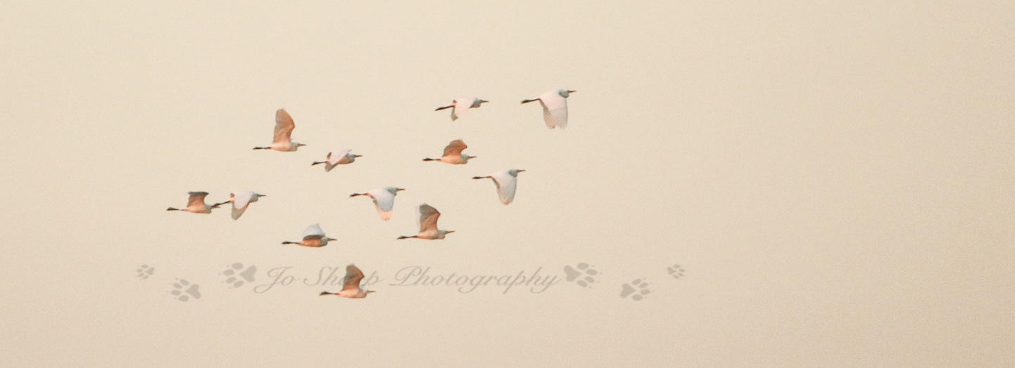 Bird Watching in the Sacred Sand Forest gallery image 6