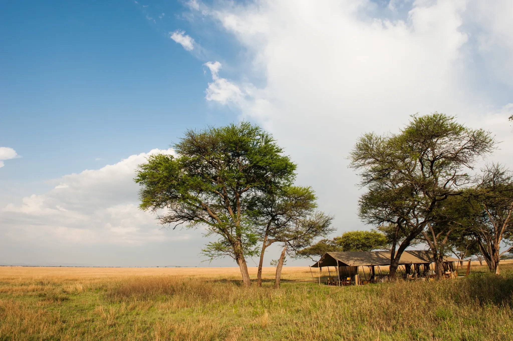Camp at Serengeti Safari Camp West, Serengeti Western Corridor, Tanzania.