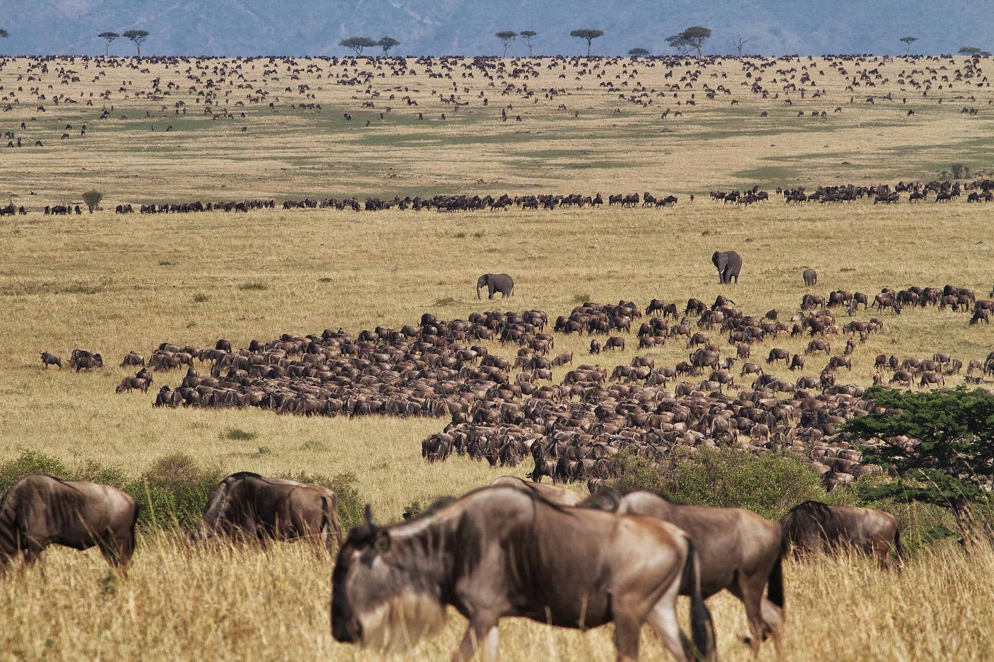 Game Drives 